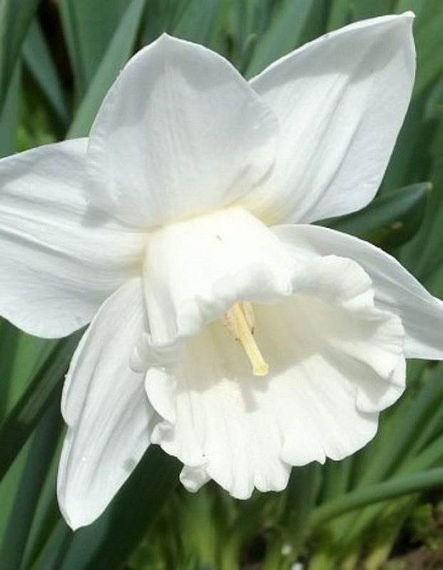 Нарцисс Маунт Худ 1 уп.(2 шт.)