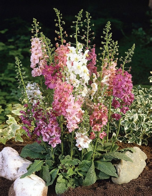 Вербаскум Водопад, смесь сортов ASF 1 шт Р9