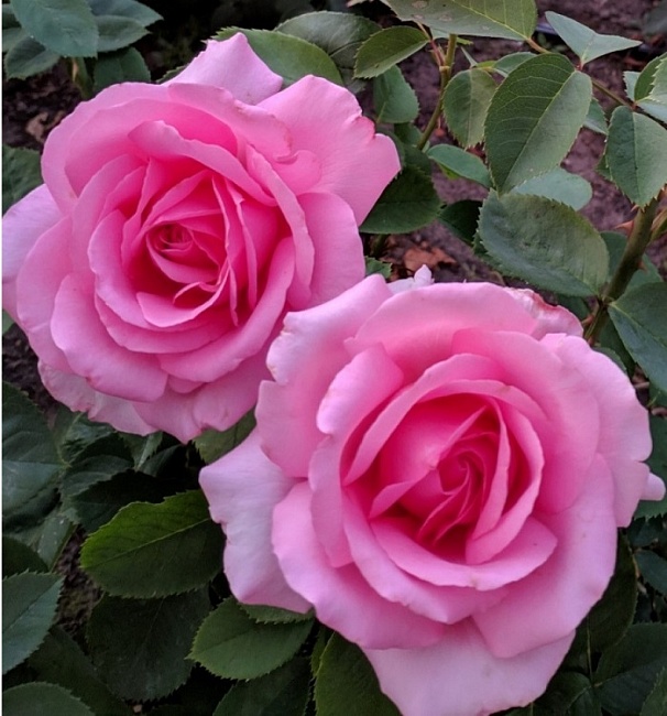 Роза парковая Жардин де Вилландри