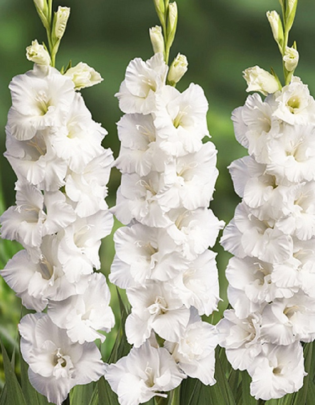 Гладиолус Маунт Эверест 