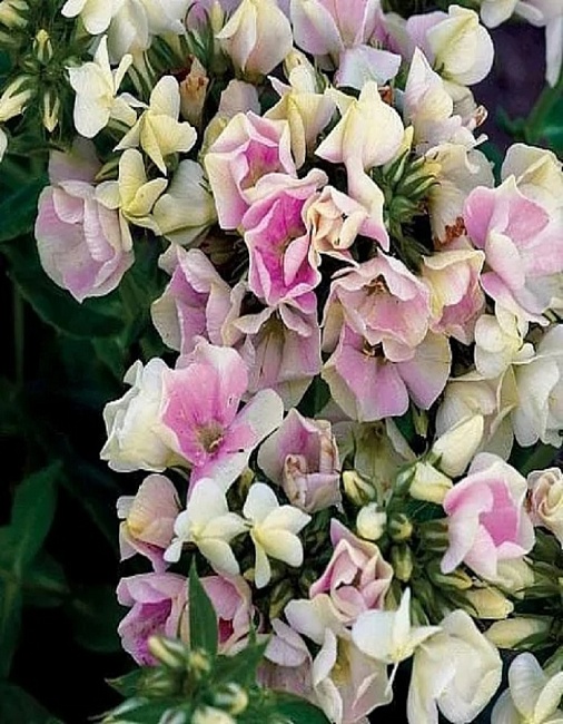 Флокс Крем де ла Крем