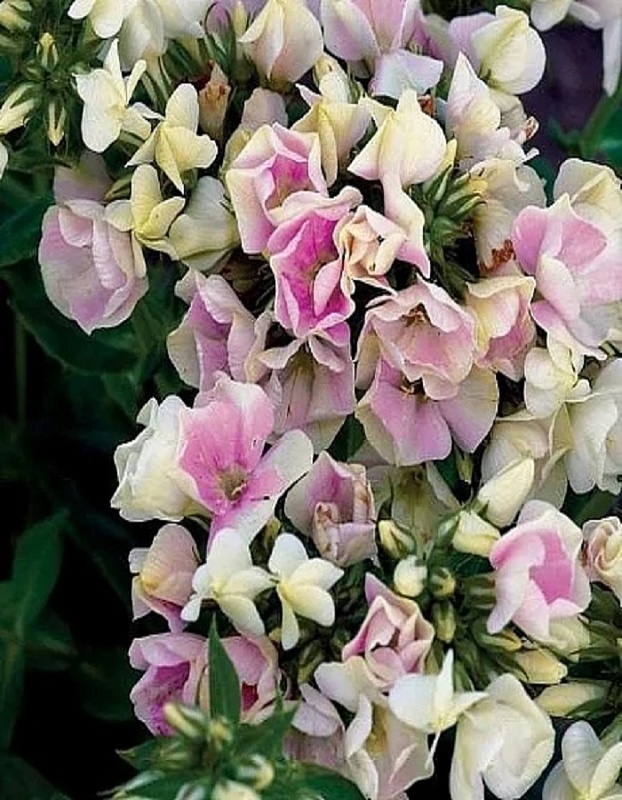 Флокс Крем де ла Крем