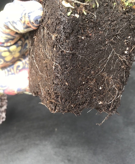 Клематис Ред Стар 1 шт Р9