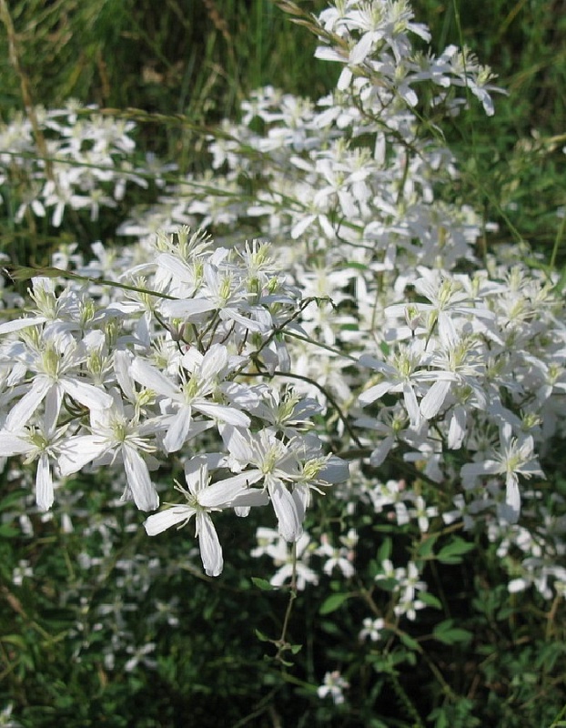 Клематис Шестилепеcтный (УД) 10 шт цв п