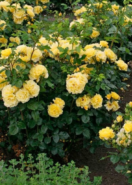 Роза плетистая Лихткенигин Лючия