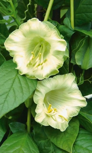 Кобея лазающая Первый снег (УД) 3 шт цв п