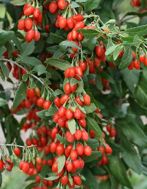 Годжи Биг Берри 1 шт 