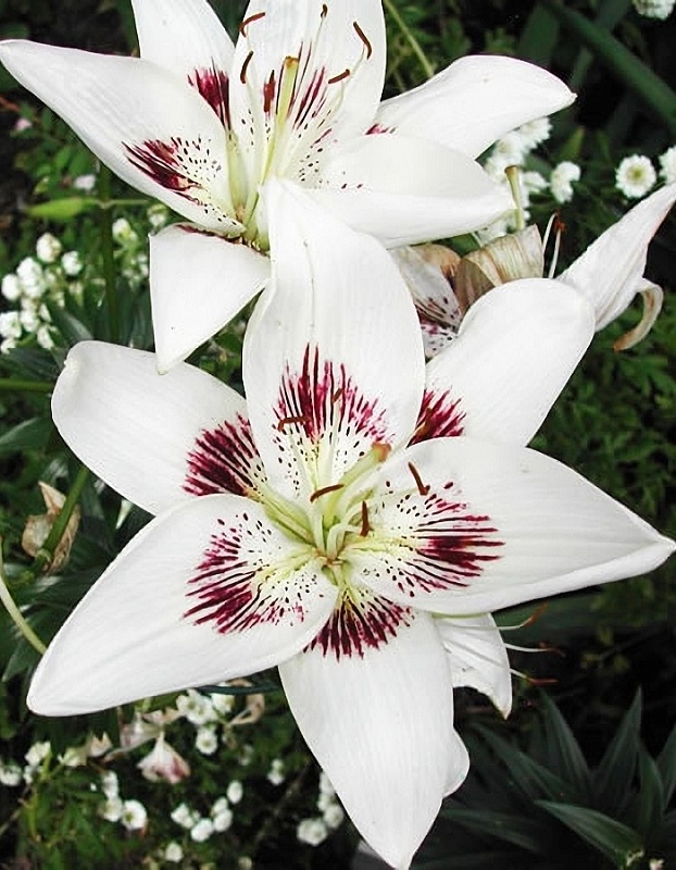 Лилия Центерфолд 