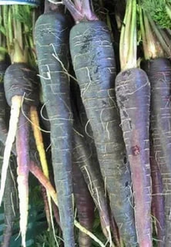 Морковь Темная ночь (УД) 0,25 гр цв.п.