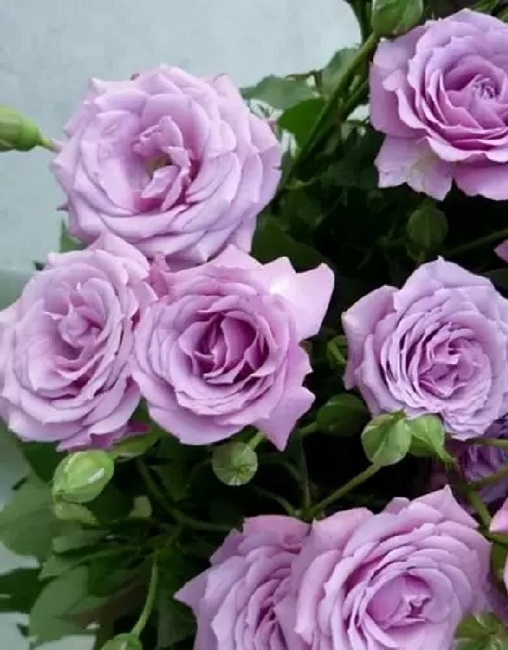 Роза чайно-гибридная Шарль де Голль 