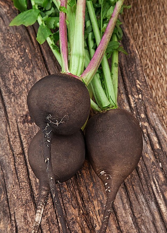 Редька зимняя круглая черная 1 гр б.п.