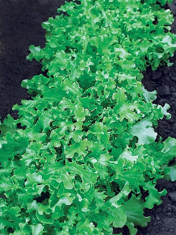 Салат Дубровский (Селекция "ВХ") 1 гр цв.п