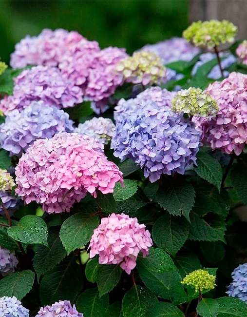 Гортензия крупнолистная Эндлесс Саммер Блумстар ASF 1 шт Р9