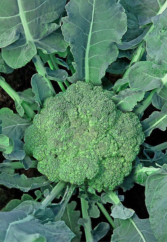 Микрозелень Капуста брокколи Линда - 5 гр цв.п.