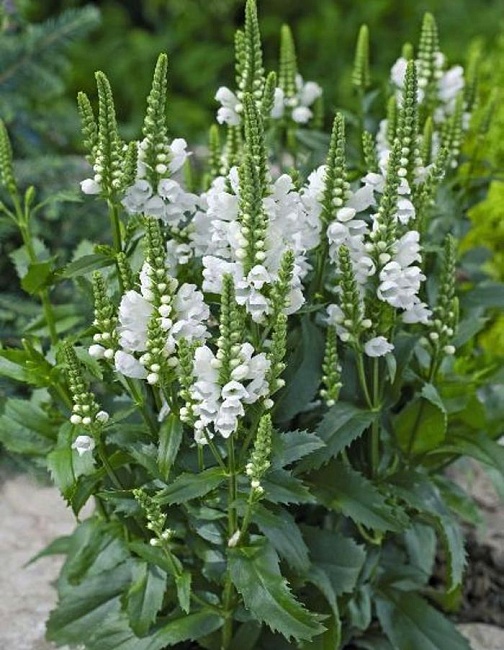 Физостегия виргинская Кристал Пик Вайт ASF 1 шт Р9