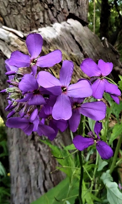 Маттиола Двурогая Чудеса на улице июльских дней (УД) 0,25 гр цв п