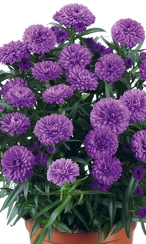 Астра бордюрная Голубой ковер (УД) 0,2 гр цв п