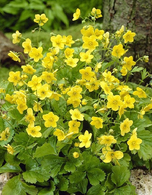 Вальдштейния гравилатовидная 1 шт Р9