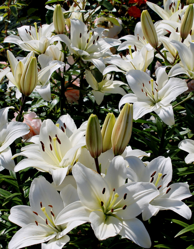 Лилия Навона 