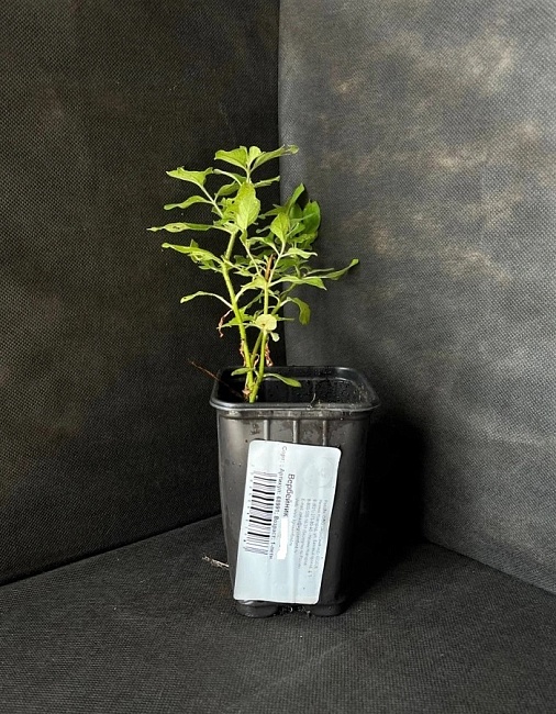 Вербейник точечный (Лизимахия) Александр 1 шт Р9