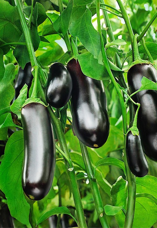 Баклажан Мерлин F1 (Селекция "ВХ") 0,1гр. цв.п.