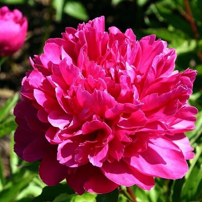 Пион Банкер‑Хилл