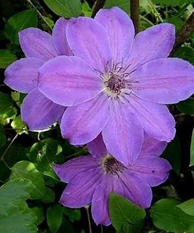 Клематис Балтык 1 шт Р9