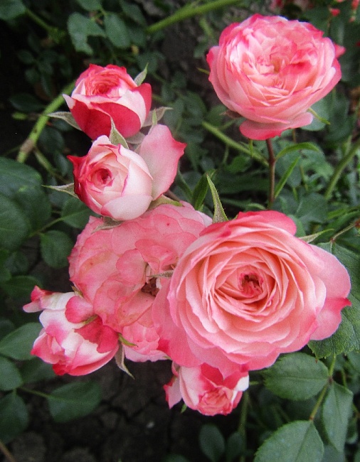 Роза фарниенте Пат де Велюр