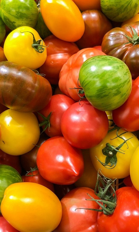 Томат Микс ультраскороспелых непасынкующихся сортов(Plant) Блистер 40 шт цв.п