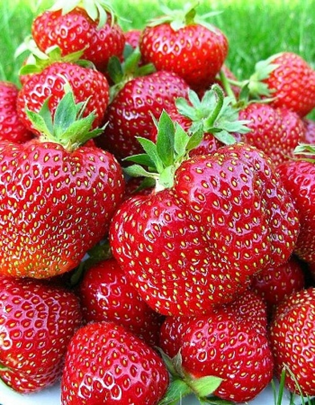 Земляника садовая Дарселект 