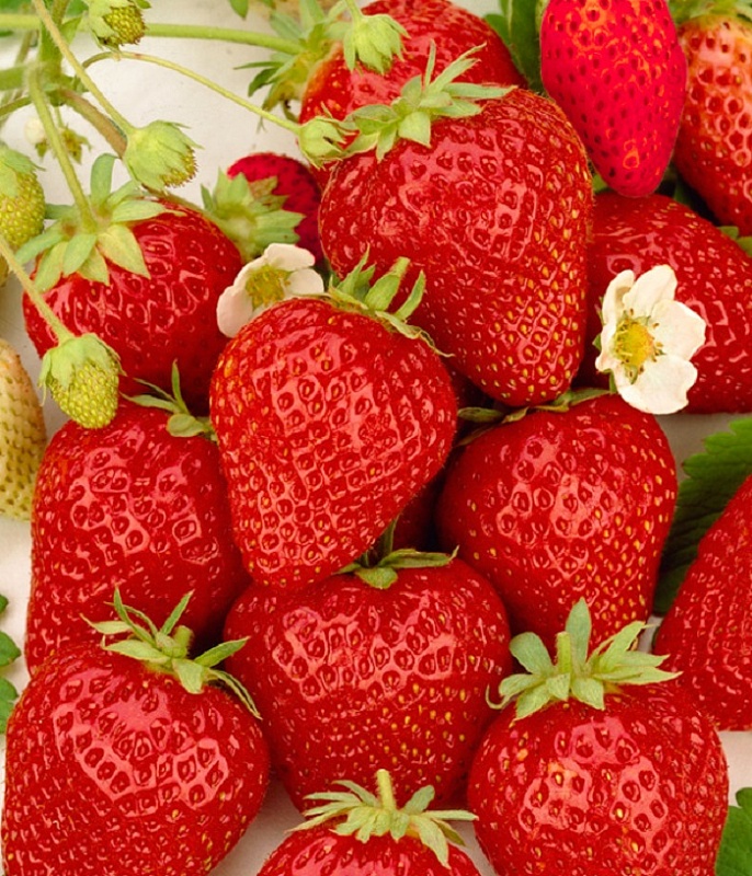 Земляника Фреска ASF 1 шт р9