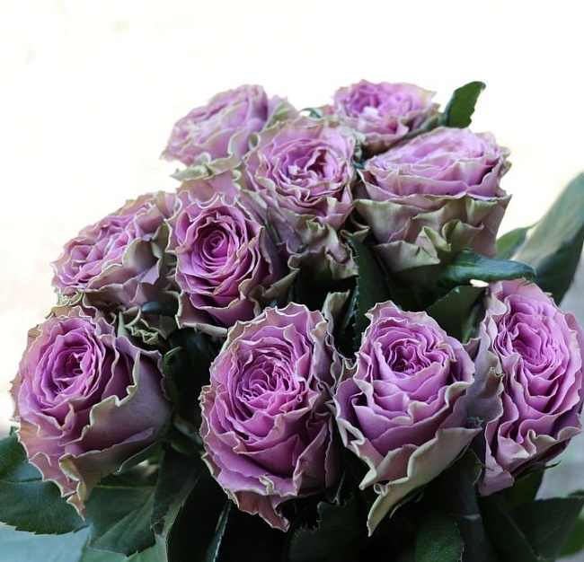 Роза чайно-гибридная Византия 