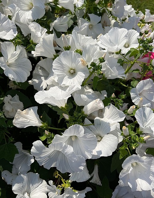 Лаватера Невеста богача (УД) 0,2 гр цв п