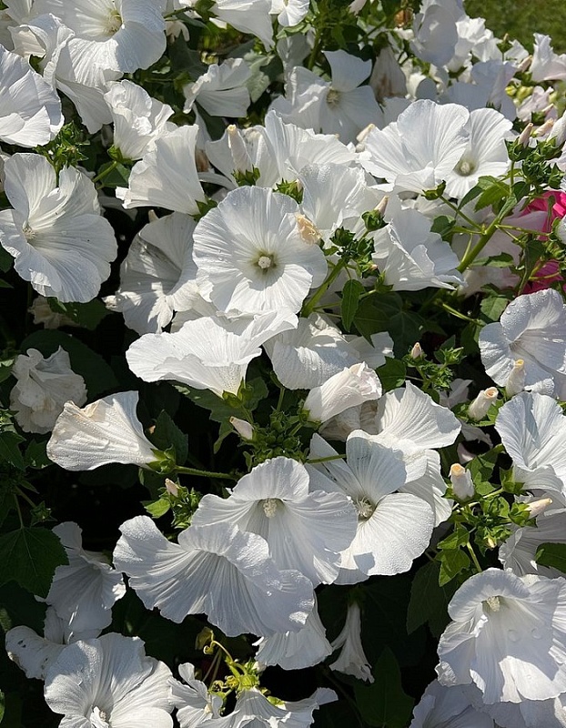 Лаватера Невеста богача (УД) 0,2 гр цв п