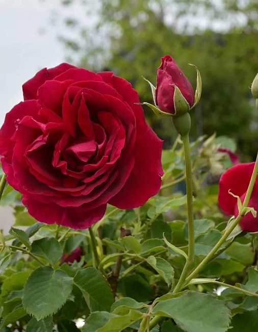 Роза парковая Катберт Грант