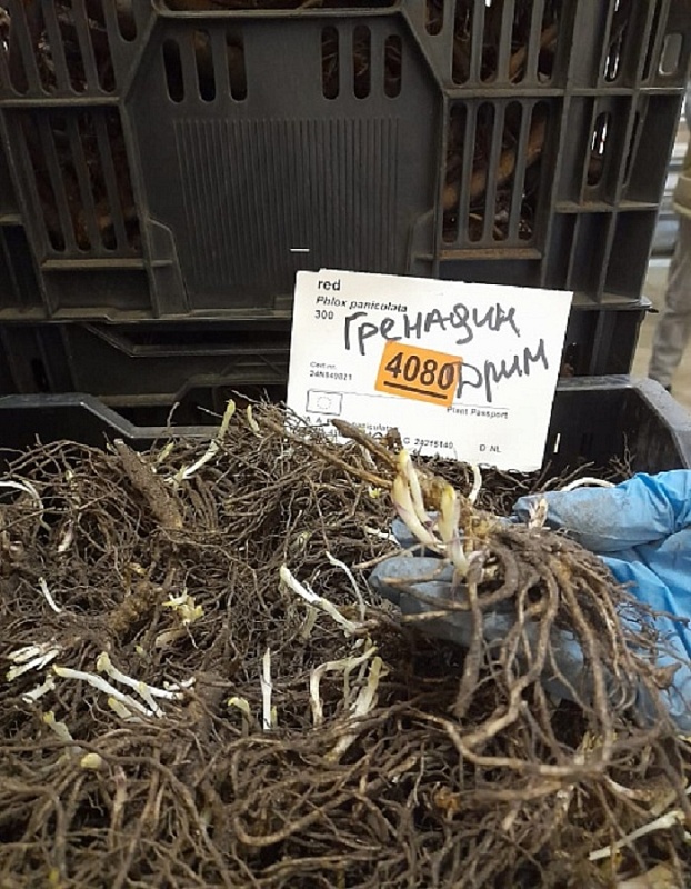 Флокс Гренадин Дрим 