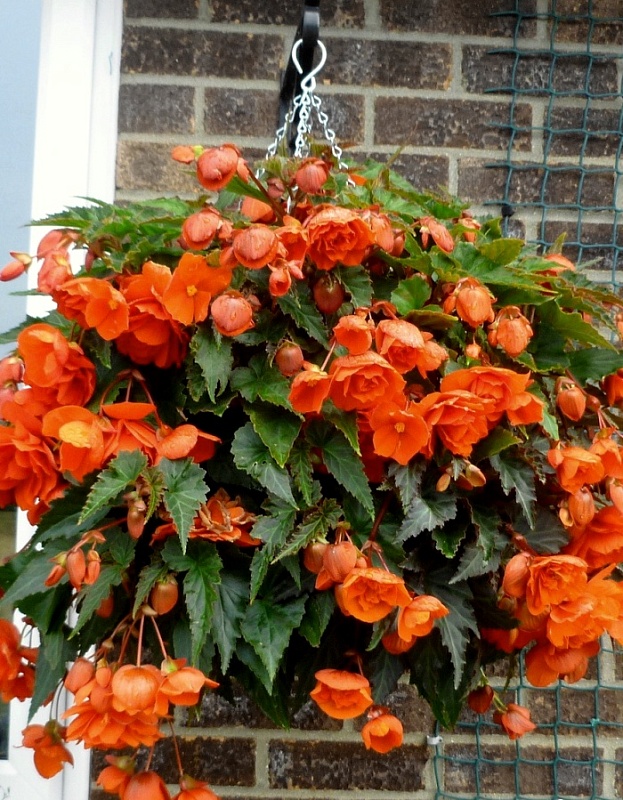 Бегония Ампельная Оранжевая