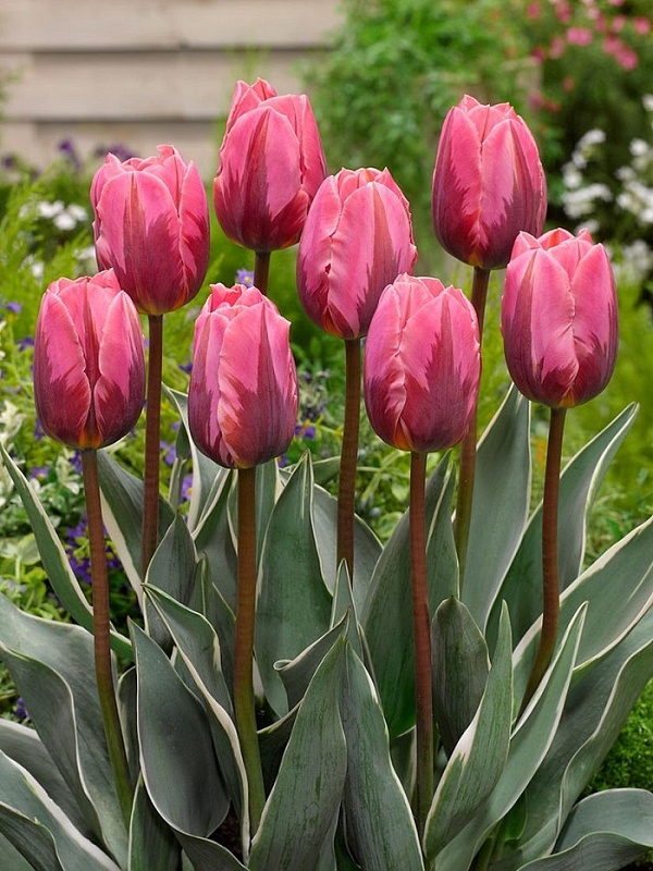 Тюльпан Претти Принцесс 1 уп. (3шт.) 