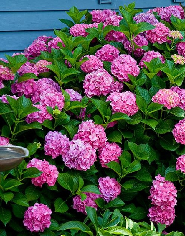 Гортензия крупнолистная Форевер энд эвер Пинк ASF 1 шт Р9