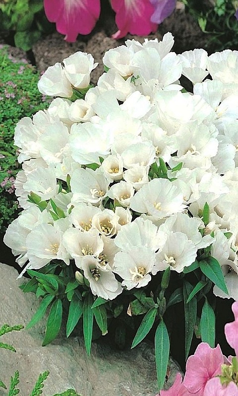 Годеция крупноцветковая Белый закат (УД) 0,1 гр цв п