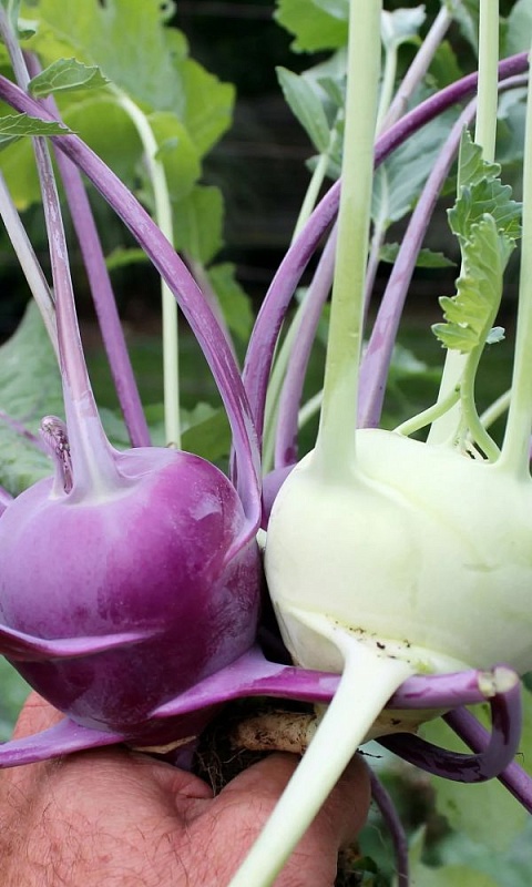 Капуста кольраби Смесь сортов (УД) 0,25 гр цв.п.