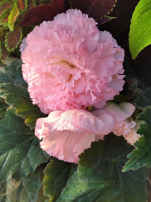 Бегония махровая Розовая 1 уп. ( 2 шт.)