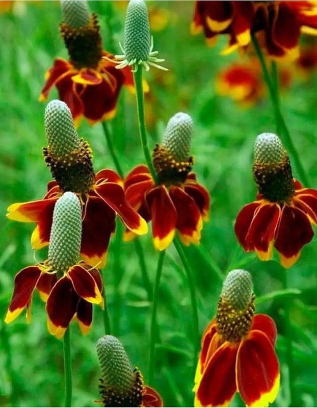 Ратибида колоновидная Цветок прерий ASF 1 шт Р9