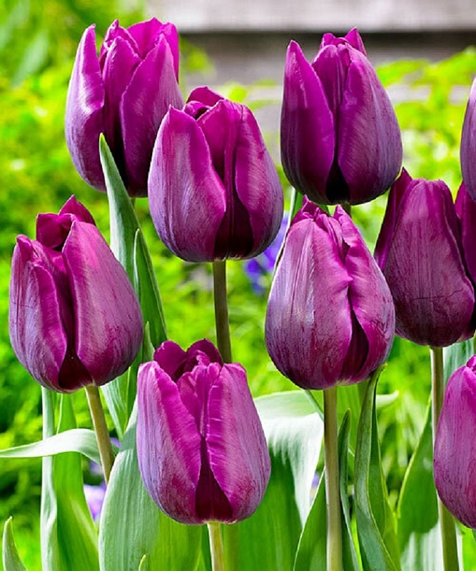 Тюльпан Дип Пёпл Рок 1 уп. (3шт.) 