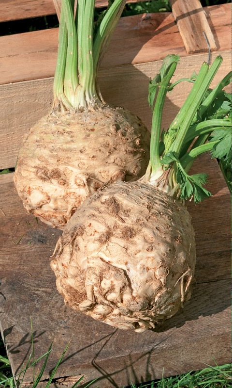 Сельдерей Сахарный гигант корневой  (УД) 0,25 гр цв.п