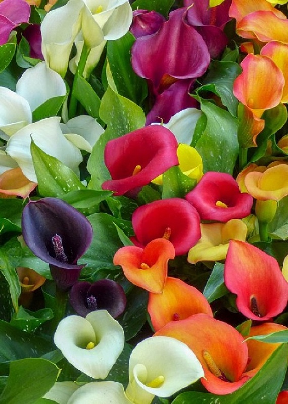 Каллы в ассортименте 