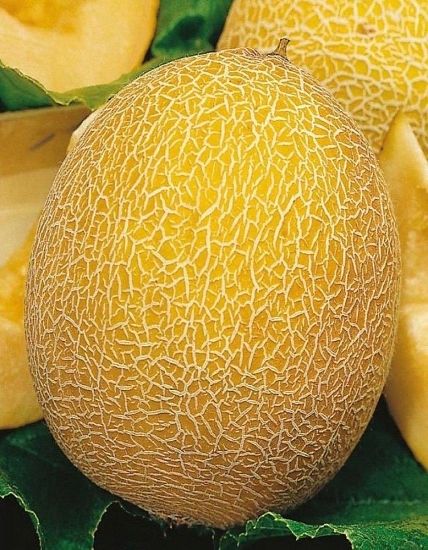 Дыня Солнечная 10 шт цв п 