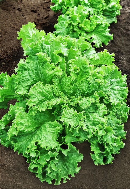 Салат Агадум (Селекция "ВХ")1 гр цв.п