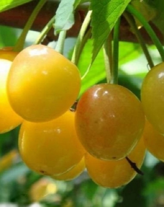 Черешня Дрогана Желтая 