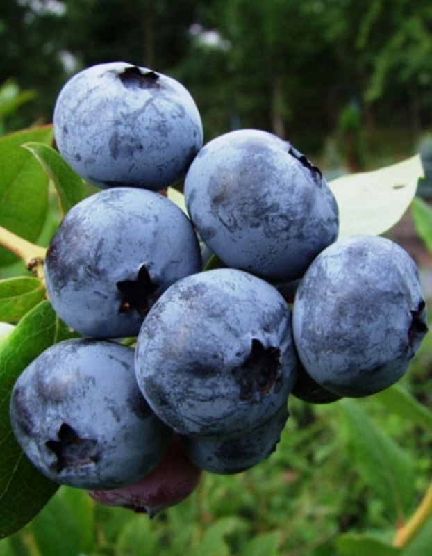 Голубика высокорослая Блюкроп